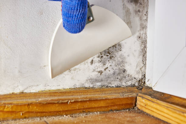 Best Mold Odor Removal Services  in Central Islip, NY